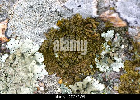 Parmelia pulla, Xanthoparmelia pulla ou Neofuscelia pulla est un lichen foliaire avec une apothécie brun-verdâtre. Échantillon hydraté. Cette photo a été prise dans Banque D'Images