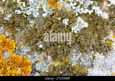Parmelia pulla, Xanthoparmelia pulla ou Neofuscelia pulla est un lichen foliaire avec une apothécie brun-verdâtre. Échantillon hydraté. Cette photo a été prise dans Banque D'Images