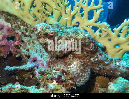 Steinfisch Synanceia verrucosa, Unterwasser-Foto, Tauchplatz les îles, Dahab, Golf von Akaba, Rotes Meer, Sinaï, Ägypten *** Stonefish Synanceia verrucosa , photo sous-marine, site de plongée les îles, Dahab, Golfe d'Aqaba, Mer Rouge, Sinaï, Égypte Banque D'Images