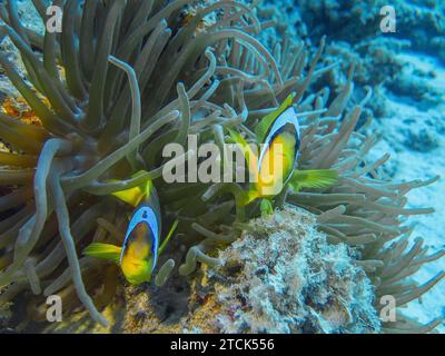 Seeanemone Actiniaria, Rotmeer-Anemonenfisch Amphiprion bicinctus, Unterwasser-Foto, Tauchplatz Glasfish, Dahab, golf von Akaba, Rotes Meer, Sinaï, Ägypten *** Mer Anémone Actiniaria , Mer Rouge Anémonefish Amphiprion bicinctus , photo sous-marine, site de plongée Glasfish, Dahab, Golfe d'Aqaba, mer Rouge, Sinaï, Egypte Banque D'Images