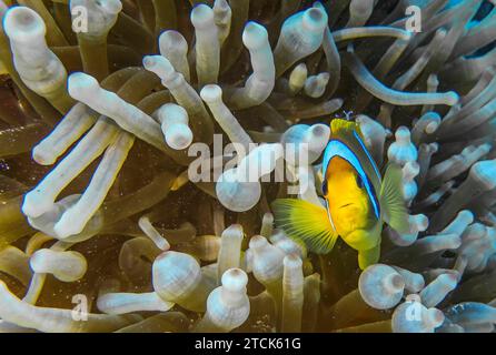 Seeanemone Actiniaria, Rotmeer-Anemonenfisch Amphiprion bicinctus, Unterwasser-Foto, Tauchplatz les grottes, Dahab, golf von Akaba, Rotes Meer, Sinaï, Ägypten *** Mer Anémone Actiniaria , Mer Rouge Anémonefish Amphiprion bicinctus , photo sous-marine, site de plongée les Grottes, Dahab, Golfe d'Aqaba, Mer Rouge, Sinaï, Égypte Banque D'Images