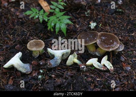 Xerocomellus cisalpinus, anciennement appelé Xerocomellus chrysenteron, communément appelé bolète rouge craquant, champignon sauvage de Finlande Banque D'Images