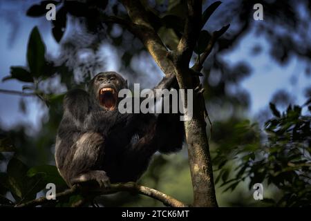 Le chimpanzé, Pan troglodytes, La Forêt de Kibale National Park, Uganda Banque D'Images