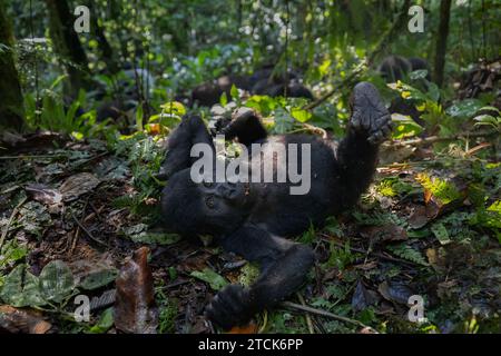 Mignon gorille juvénile de montagne [Gorilla beringei beringei], Parc national impénétrable de Bwindi, Ouganda, Afrique Banque D'Images