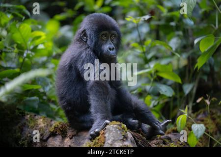 Mignon gorille juvénile de montagne [Gorilla beringei beringei], Parc national impénétrable de Bwindi, Ouganda, Afrique Banque D'Images