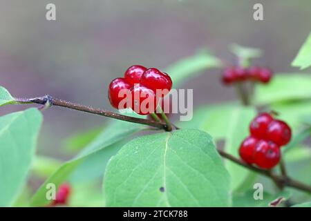 Chèvrefeuille de mouche, Lonicera xylosteum, également connu sous le nom de chèvrefeuille de mouche européenne, chèvrefeuille de mouche naine ou mouche woodbine, plante toxique sauvage de Finlande Banque D'Images