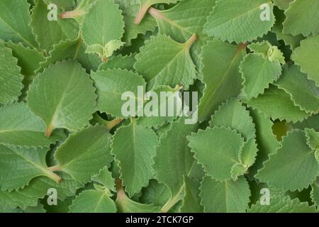 pile de feuilles d'origan fraîchement récoltées, alias origanum ou marjolaine sauvage, feuilles de plantes aromatiques de la famille de la menthe Banque D'Images