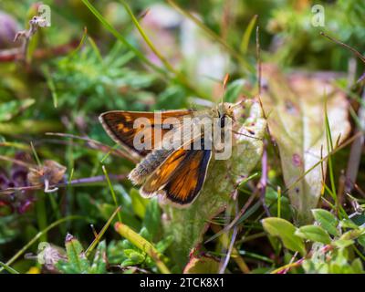 Skipper à pois argentés dans Grass Meadow Banque D'Images