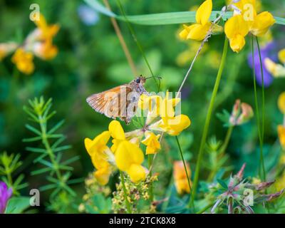 Skipper à pois argentés se nourrissant de Horseshoe Vetch Banque D'Images