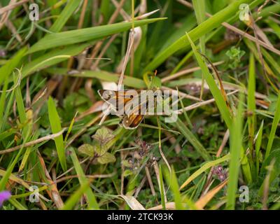 Skipper à pois argentés dans Grass Meadow Banque D'Images