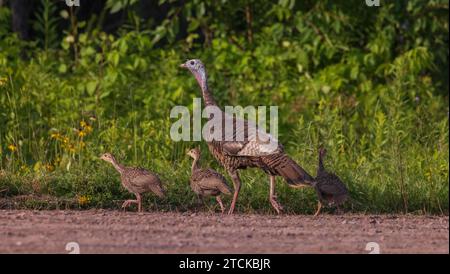 Poules et volailles dans le nord du Wisconsin. Banque D'Images