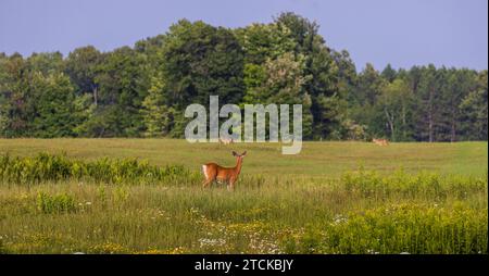 Biche à queue blanche observant deux coyotes dans un champ de foin du nord du Wisconsin. Banque D'Images