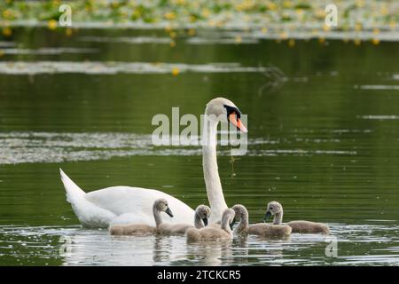 Cygne Cygnus couleur femelle avec des oursons dans le lac, gros plan. Vous cherchez de la nourriture. Dubnica, Slovaquie Banque D'Images