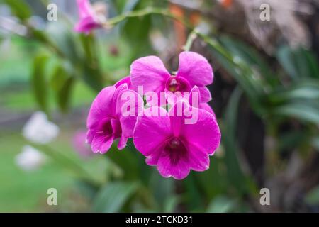 Belle fleur d'orchidée rose pourpre phalaenopsis dans le parc public de jardin Thaïlande Banque D'Images