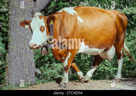 Une vache laitière marchant dans les Alpes suisses Banque D'Images