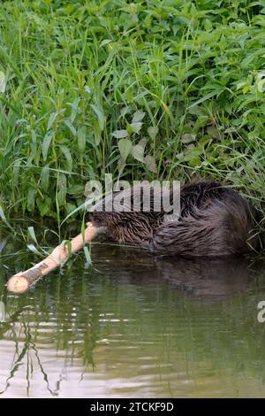 Mouiller castor eurasien fibre de castor avec de la nourriture dans l'eau, gros plan. Manger de l'écorce du bois. Vue latérale. portrait. Trencin, Slovaquie. Banque D'Images