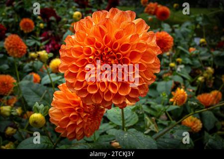 Photo de fleur de dahlia orange de l'île fleurie Mainau sur le lac de Constance en Allemagne Banque D'Images