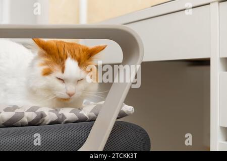 le chat dort sur le lieu de travail du propriétaire. chat assis sur une chaise d'ordinateur. Banque D'Images