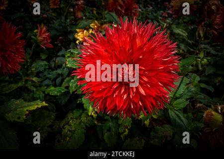 Belles fleurs de dahlia en rouge Banque D'Images