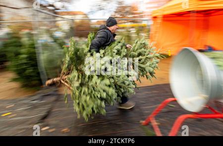 13.12.2023, Deutschland, auf dem Foto läuft ein Mann mit einer Nordmanntanne schnell durch einen Verkaufsstand für Weihnachtsbäume *** 13 12 2023, Allemagne, sur la photo un homme avec un sapin Nordmann marche rapidement à travers un étal vendant des arbres de Noël Banque D'Images