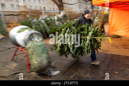 13.12.2023, Deutschland, auf dem Foto läuft ein Mann mit einer Nordmanntanne schnell durch einen Verkaufsstand für Weihnachtsbäume *** 13 12 2023, Allemagne, sur la photo un homme avec un sapin Nordmann marche rapidement à travers un étal vendant des arbres de Noël Banque D'Images