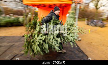 13.12.2023, Deutschland, auf dem Foto läuft ein Mann mit einer Nordmanntanne schnell durch einen Verkaufsstand für Weihnachtsbäume *** 13 12 2023, Allemagne, sur la photo un homme avec un sapin Nordmann marche rapidement à travers un étal vendant des arbres de Noël Banque D'Images