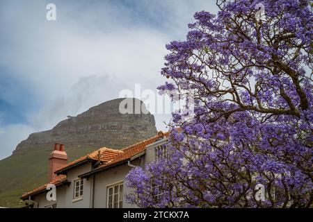 Devils Peak en arrière-plan avec un jacaranda devant. Banque D'Images