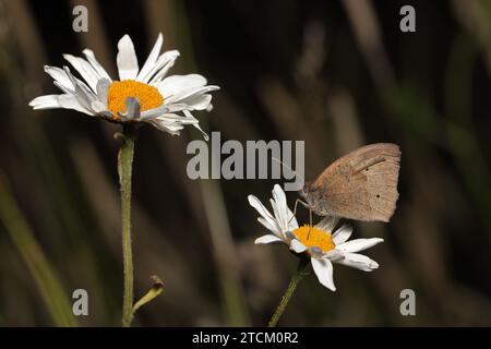 Le Meadow Brown est l'espèce de papillon la plus abondante dans de nombreux habitats. Des centaines peuvent être vus ensemble à certains sites, volant bas au-dessus de la végétation. Banque D'Images