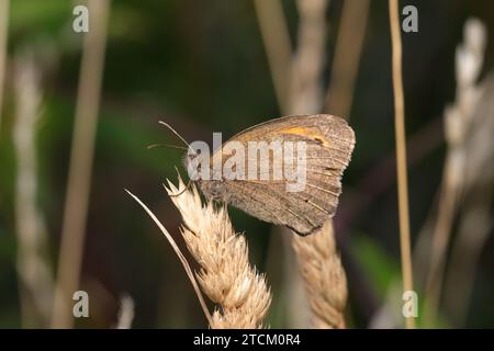 Le Meadow Brown est l'espèce de papillon la plus abondante dans de nombreux habitats. Des centaines peuvent être vus ensemble à certains sites, volant bas au-dessus de la végétation. Banque D'Images