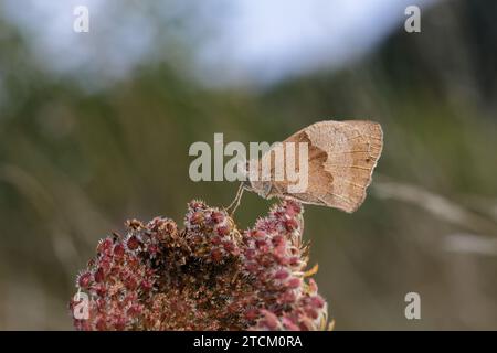 Le Meadow Brown est l'espèce de papillon la plus abondante dans de nombreux habitats. Des centaines peuvent être vus ensemble à certains sites, volant bas au-dessus de la végétation. Banque D'Images