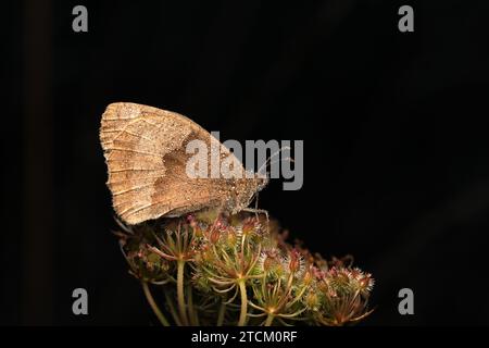 Le Meadow Brown est l'espèce de papillon la plus abondante dans de nombreux habitats. Des centaines peuvent être vus ensemble à certains sites, volant bas au-dessus de la végétation. Banque D'Images