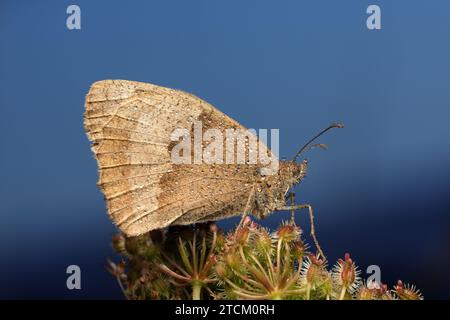 Le Meadow Brown est l'espèce de papillon la plus abondante dans de nombreux habitats. Des centaines peuvent être vus ensemble à certains sites, volant bas au-dessus de la végétation. Banque D'Images