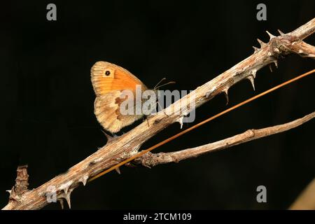 La petite bruyère est une espèce de papillon appartenant à la famille des Nymphalidae, classée dans la sous-famille des Satyrinae. Banque D'Images