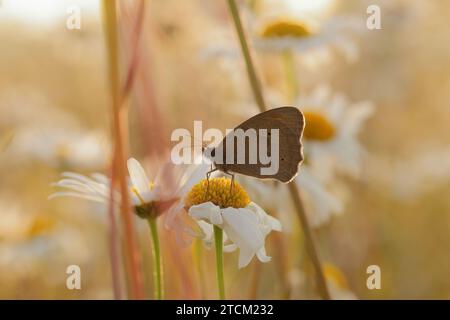 Le Meadow Brown est l'espèce de papillon la plus abondante dans de nombreux habitats. Des centaines peuvent être vus ensemble à certains sites, volant bas au-dessus de la végétation. Banque D'Images