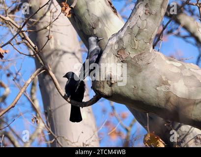 WESTERN Jackdaw, eurasien jackdaw, européen jackdaw, Dohle, Choucas des tours, Corvus monedula, csóka, Hongrie, Magyarország, Europe Banque D'Images