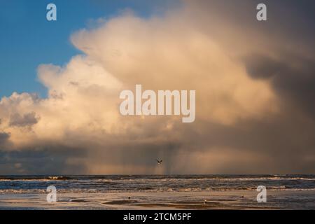 Mouettes sur et près de la plage en arrière-plan un nuage gigantesque d'où il pleut Banque D'Images