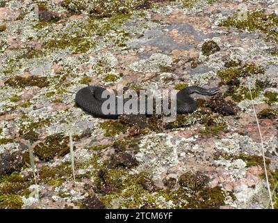 Adder (Vipera berus), morph noir. Snake se prélasse sur un rocher erratique au printemps. Abondance de vipères noirs sur la péninsule de Carélie (Golfe de Finlande) parce que Banque D'Images