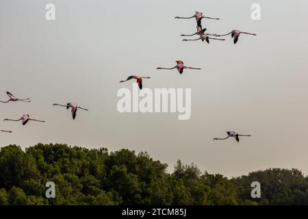 Troupeau de Flamingos (Phoenicopterus roseus) volant au-dessus des forêts de mangroves dans le sanctuaire de faune de Ras Al Khor à Dubaï, ciel couché du soleil. Banque D'Images