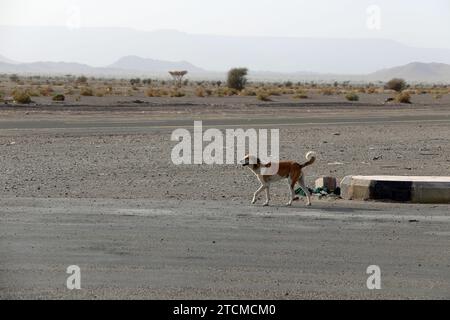 Chien sauvage dans le désert d'Arabie Saoudite Banque D'Images