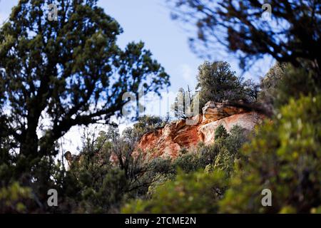 rochers rouges derrière des arbres verts, parc national de zion, utah Banque D'Images