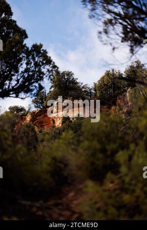 arbres verts et rochers rouges, parc national de zion, utah Banque D'Images