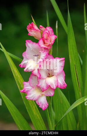 Gladiolus, Schleswig-Holstein, Allemagne Banque D'Images