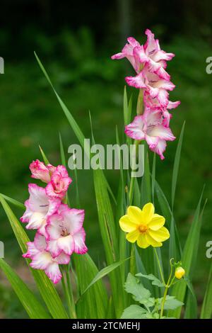 Gladiolus, Schleswig-Holstein, Allemagne Banque D'Images