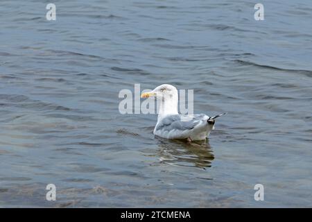 Goéland hareng (Larus argentatus) flottant dans l'eau, mer Baltique, Kiel, Schleswig-Holstein, Allemagne Banque D'Images