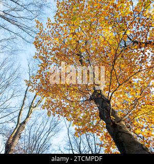 dernier hêtre à l'automne avec des feuilles jaunes et oranges d'automne contre ciel bleu Banque D'Images