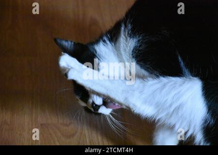 Fair Lawn, New Jersey, États-Unis. 13 décembre 2023. Tuxedo chat se nettoie lui-même et sa patte en le léchant. Tuxedo chat nommé Leo dans une maison à Fair Lawn, New Jersey. Les chats Tuxedo sont parmi les chats les moins adoptés dans les refuges à travers les États-Unis d'Amérique, selon une étude Priceonomics. L'étude indique qu'il est inférieur à 70 %, ce qu'ils appellent « anormalement bas ». Tuxedo n'est pas une race féline réelle, et c'est juste un terme pour décrire un type de motif de fourrure de chat. Le nom officiel des tuxedos est 'chat bicolores''. Les chats Tuxedo sont célèbres dans la culture pop et dans la vraie vie, ils sont sympathiques, outgo Banque D'Images