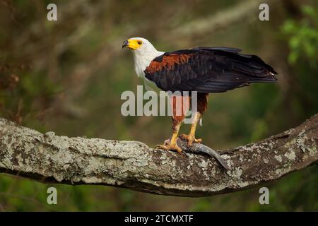 Aigle-poisson d'Afrique Haliaeetus vocifer Grand aigle blanc et brun d'Afrique, oiseau national de Namibie, Zimbabwe, Zambie et Soudan du Sud. Grand oiseau W Banque D'Images