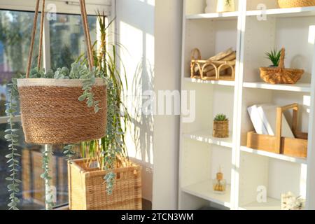 Panier avec plante accrochée dans le salon, closeup Banque D'Images