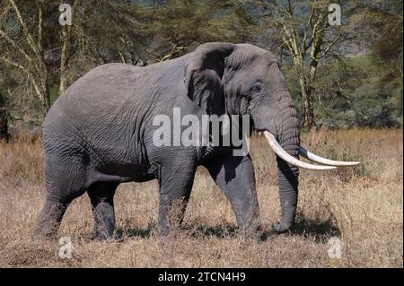 Grand éléphant mâle avec des défenses en moutarde, marchant en ralentissant à travers l'herbe du crator de Ngorongoro, Tanzanie, Afrique Banque D'Images