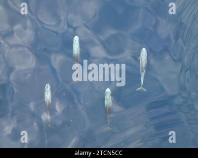Les dauphins de Risso, Grampus griseus, nagent juste sous la surface de la mer de Banda, en Indonésie. Ce cétacé est présent dans le monde entier et se nourrit principalement de calmars. Banque D'Images